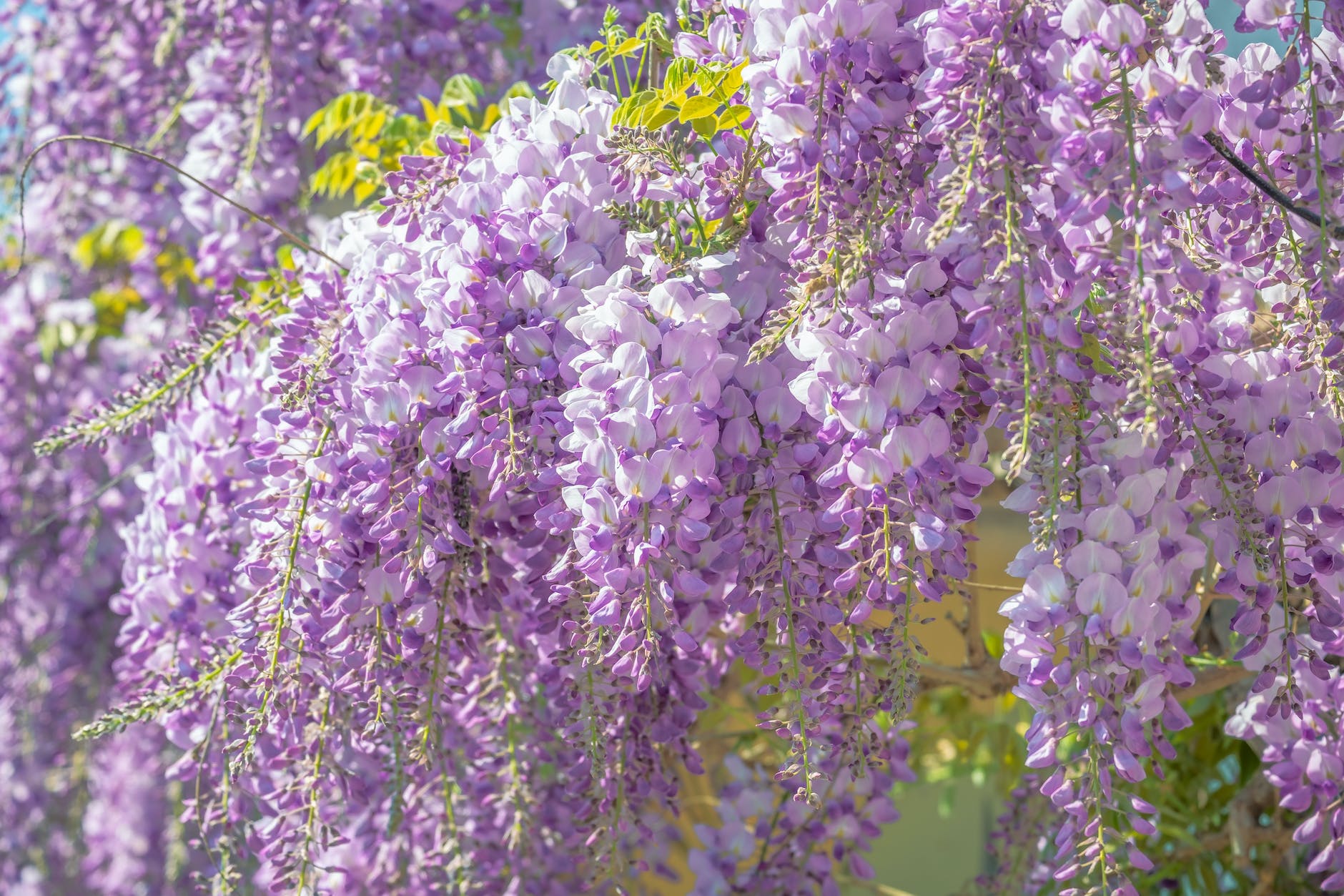 photo of purple flowers